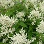 Persicaria polymorpha 'Johanniswolke', Duizendknoop