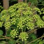 Peucedanum verticillare, Varkenskervel