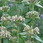 Phlomis samia, Brandkruid