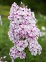 Phlox maculata 'Natascha', Vlambloem