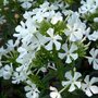 Phlox paniculata 'Casablanca', Vlambloem