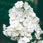 Phlox paniculata 'David', Vlambloem