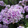 Phlox paniculata 'Franz Schubert', Vlambloem