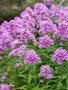 Phlox paniculata 'Hesperis', Vlambloem