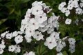 Phlox paniculata 'Miss Jill', Vlambloem