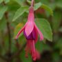 Fuchsia hybr. 'Tom Thumb' P9, Bellenplant