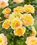 Rosa 'Yellow Fairy' 1.5, Trosrozen