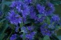 Caryopteris cland. 'Grand Bleu', 15-20 P9 Blauwe spirea ®