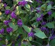 Callicarpa bodinieri 'Profusion', 200-250 90L