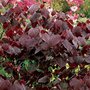 Cercis can. 'Forest Pansy', 100-125 25L, Judasboom