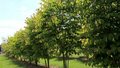 Cercis canadensis, 125-150 35L, judasboom