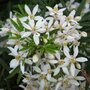 Choisya ternata 'White Dazzler', 70cm Bol, Glansmispel ®