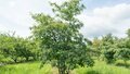 Cornus alternifolia, 175/200 cm 70L, Kornoelje