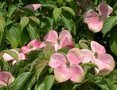 Cornus k. 'Norman Hadden', 125-150 25L, Kornoelje