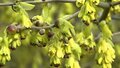 Corylopsis spicata, 100-125 25L, Schijnhazelaar