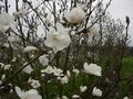 Magnolia kobus, 150-175 45L, Beverboom