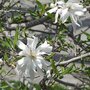 Magnolia st. 'Royal Star', 125-150 45L meerstammig, Stermagnolia