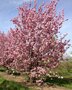 Prunus ser. 'Kanzan', 175/200 45L, meerstammig, Japanse sierkers