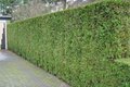 Thuja Atrovirens, 200-220 Kluit, Haagplant, Levensboom