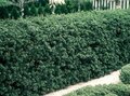 Ilex cren. 'Green Hedge', 120-140 cm Kluit