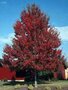 Acer rub. 'Red Sunset', 8/10 Blote wortel (= Frank's Red)