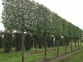 Quercus ilex, 8/10 Pot, Leiboom Steeneik voorgeleid met rek