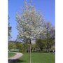 Amelanchier arb. 'Robin Hill', 10/12 Draadkluit, Krentenboom