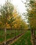 Betula alb. 'Fascination', 8/10 Blote Wortel, Zilverberk