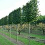 Ilex 'Nellie r. Stevens', 10/12 pot, Leiboom voorgeleid met rek, Amerikaanse Hulst