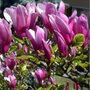 Magnolia 'Susan', 8/10 draadkluit, Beverboom