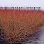 Cornus Sanguinea, Rode Kornoelje, bosplantgoed, 1+2 100/125