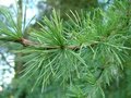 larix decidua, Europese lork, 1+2 125+