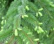 Pinus sylvestris,  1+1+1 25/40, Grove den, bosplantgoed