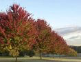 Acer freem. 'Autumn Blaze', 14/16 Draadkluit (= Jeffersred)