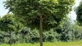 Acer pseud. 'Brilliantissimum', 180cm op stam 7.5L, Bonte bolesdoorn