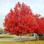 Acer rubrum, 10/12 Draadkluit, Esdoorn