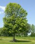 Acer saccharinum 'Pyramidale', 16/18, Draadkluit, Suikeresdoorn