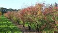 Acer griseum, 100/125 cm 25L, meerstammig