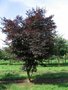 Acer palm. 'Atropurpureum' 175-200 cm 35L, meerstammig,  Japanse esdoorn