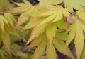 Acer palmatum 'Orange dream' 125-150 15L meerstammig, Japanse esdoorn