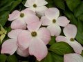 Cornus 'Stellar Pink', 250/275 25L meerstammig, Kornoelje