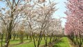 Prunus yedoensis, 200/250 cm 90L, meerstammig, Yoshinokers