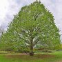 Corylus colurna, 10-12 cm Draadkluit