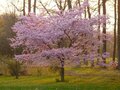 Prunus 'Accolade', 10/12 Draadkluit, LEIboom voorgeleid met rek, Japanse sierkers