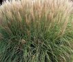 Miscanthus sinensis 'Kleine Silberspinne' 2L, Chinees riet