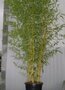 Phyllostachys aureos. 'Aureocaulis', Bamboe 10L 125/150