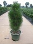 Pinus nigra 'Green Tower', 60-80 7.5L, Zwarte den