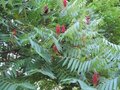 Rhus typhina, 50-60 5L Fluweelboom