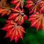 Acer japonicum 'Aconitifolium', 80-100 20L