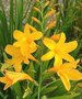 Crocosmia crocosmiiflora 'George Davidson', Montbretia